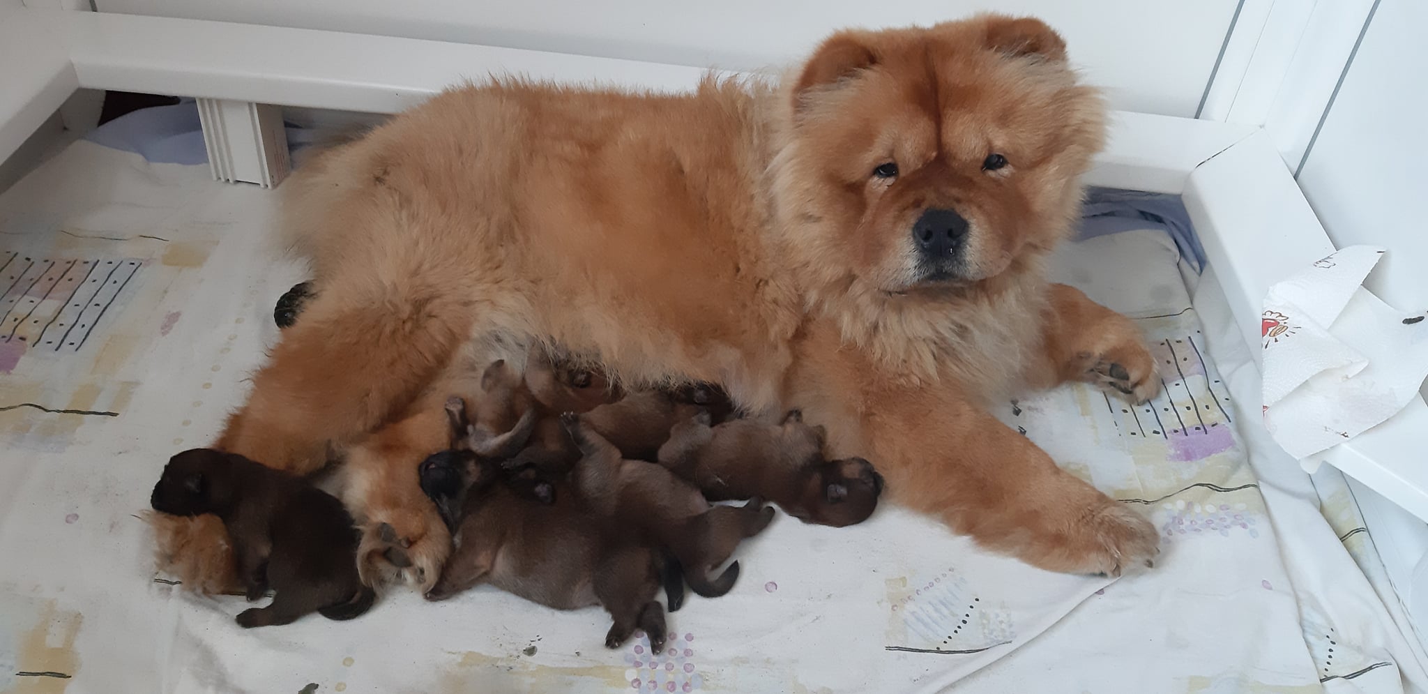 elliek&ouml;lyk&ouml;kkel